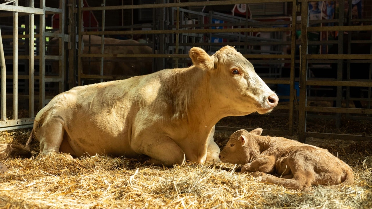 A mother cow and her baby calf at the Animal Learning Center