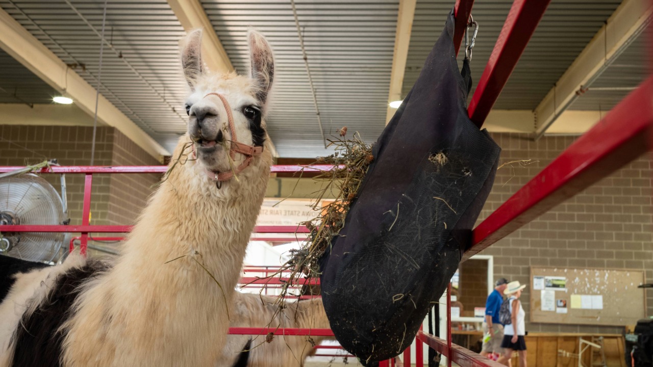 Llama in its pen