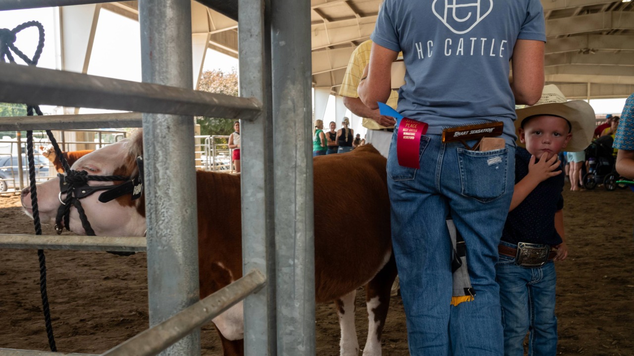 Miniature Hereford Show participants