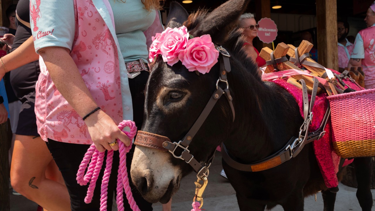 Beverage Burro at the Iowa State Fair