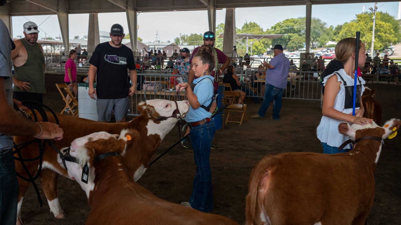 Miniature Hereford Show participants