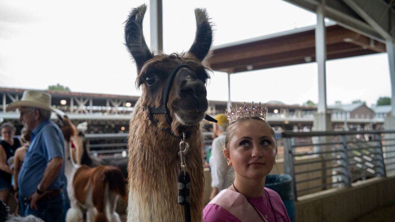 Llama show participant