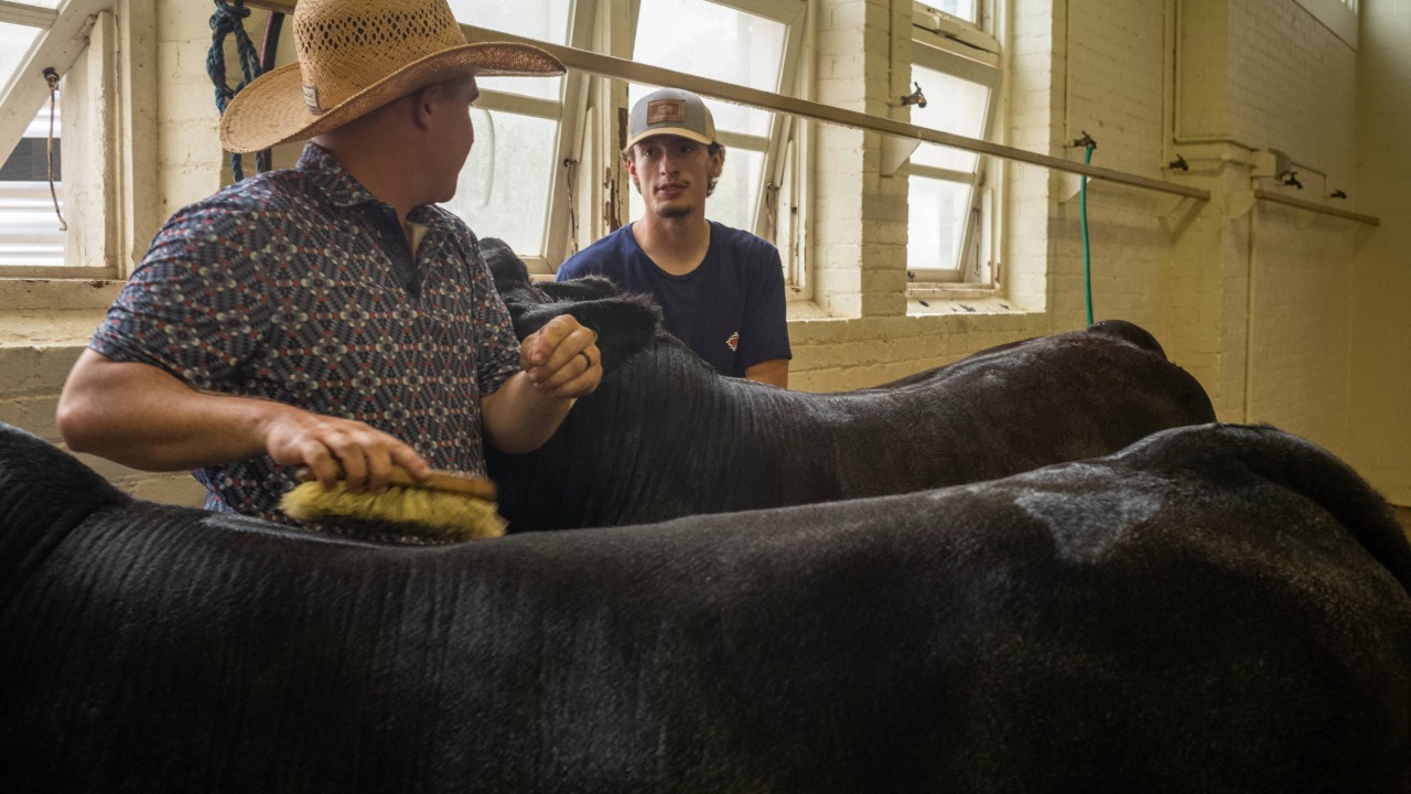 Cattle being prepared for shows