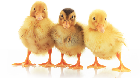 Three yellow baby chicks stand side by side.