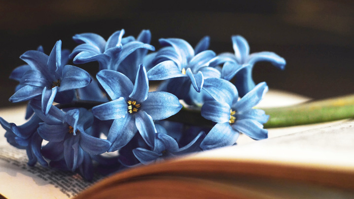 A bouquet of blue flowers rests on an open book.