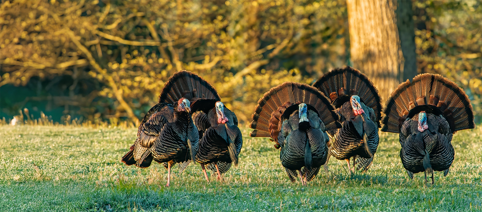 Wild turkeys moving across an open field.