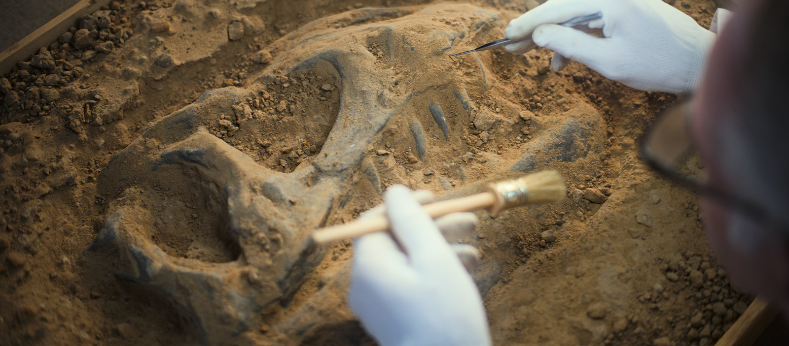 An archeologist dusting a dinosaur bone in the dirt. 