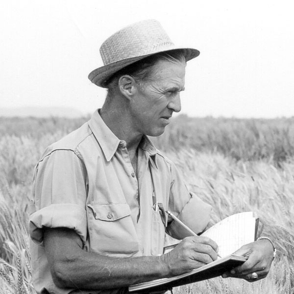 A man wearing a woven straw hat has his gaze is focused intently on a wheat field while making notes in a notebook.