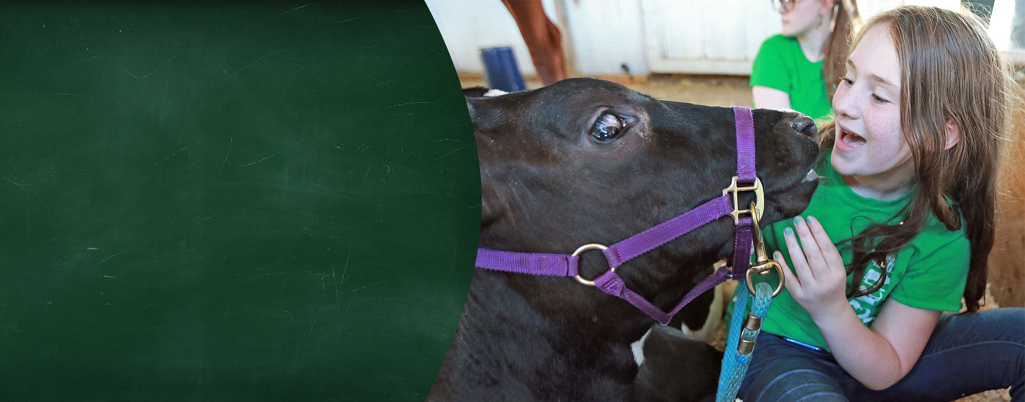 A girl in a green shirt interacts with a black cow wearing a purple halter.