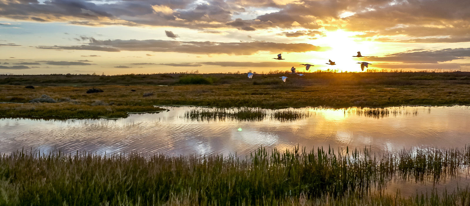 A flock of water fowl flying over a wetland prairie at sunset.