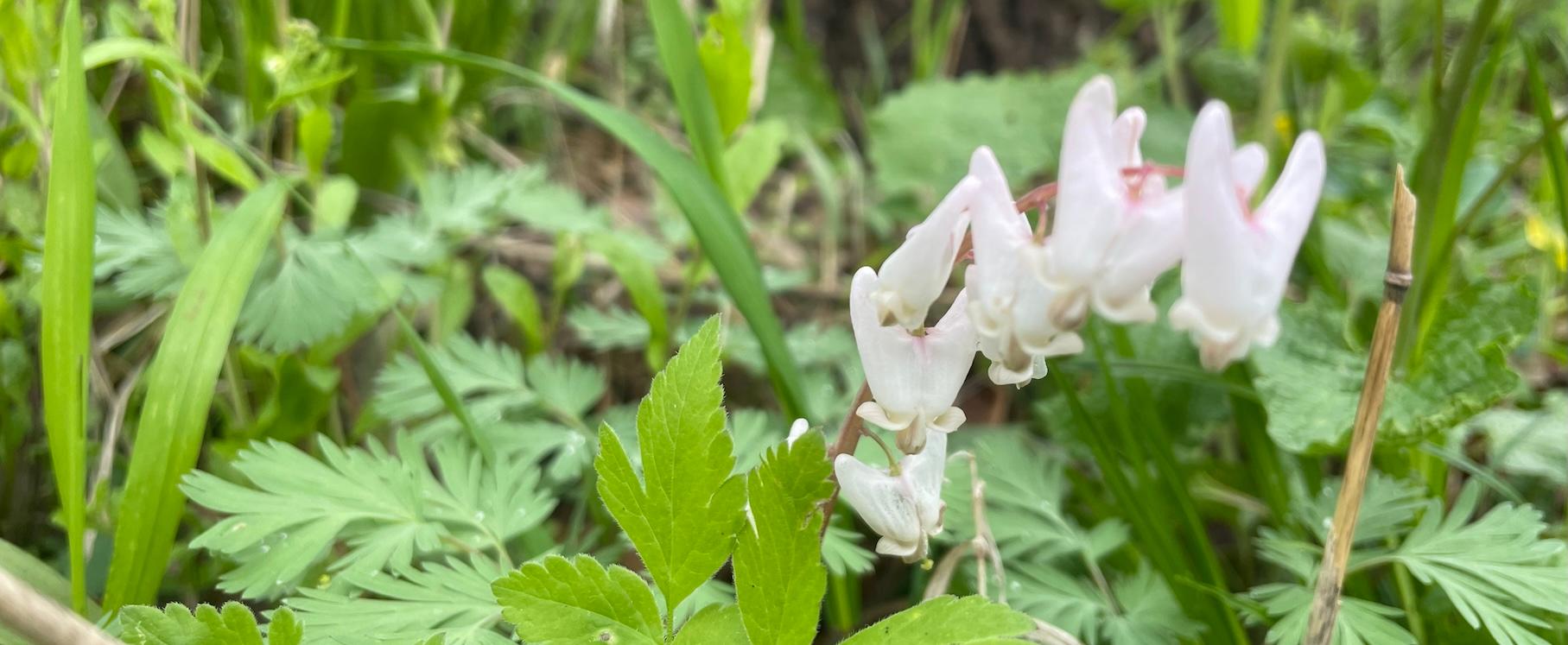 spring wildflower