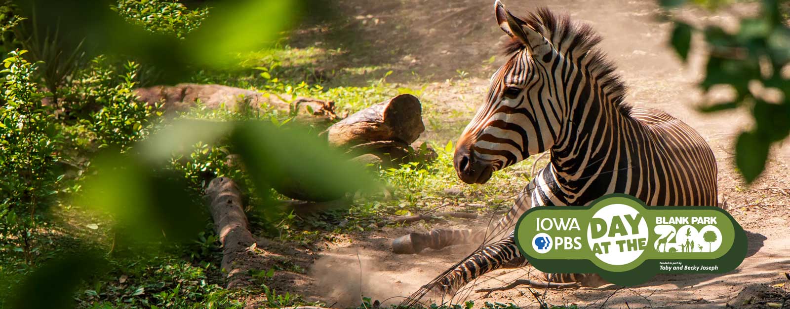 A zebra lays among rich green vegetation.