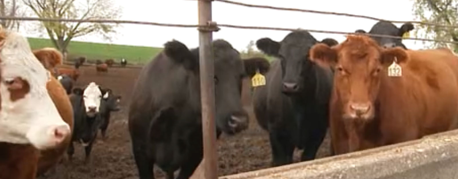 Black and brown cattle stand by a fence.