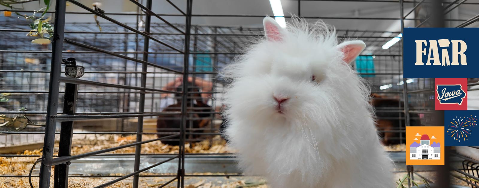 A white fluffy rabbit looks at the camera.