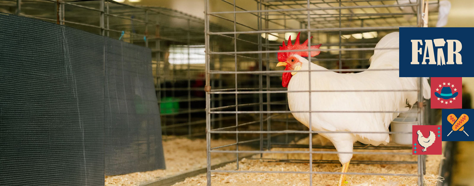 A white chicken stands in a cage in a row of show aisles.