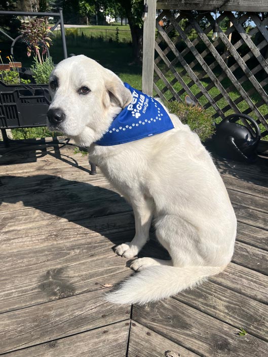 A golden retriever, wearing an Iowa PBS Pets Club bandana, sits on a deck.