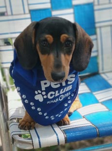 A dachshund, wearing an Iowa PBS Pets Club bandana, sits on a lawnchair.