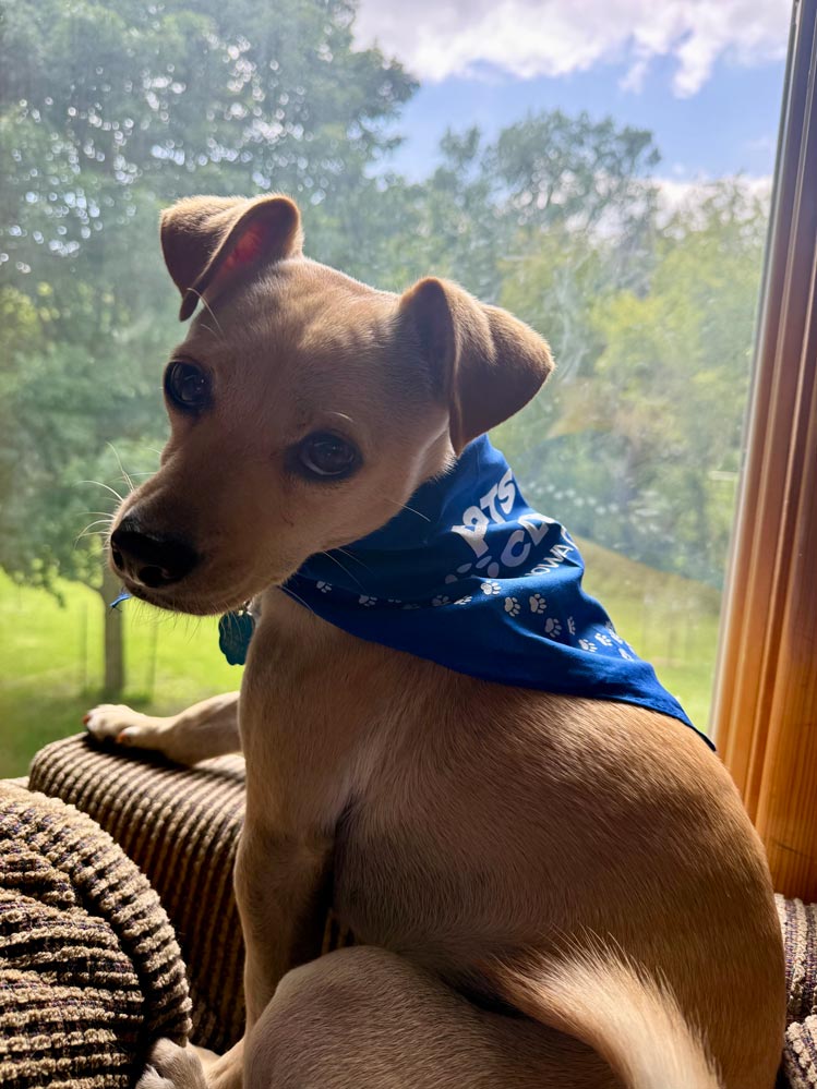 A golden blonde dog wearing a blue bandana sits at a window.