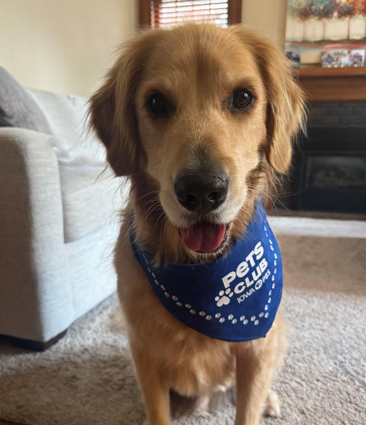 A golden retriever, wearing an Iowa PBS Pets Club bandana.