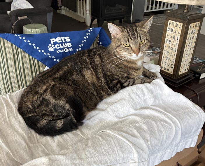 A brown and black tabby cat lounges on a chair.