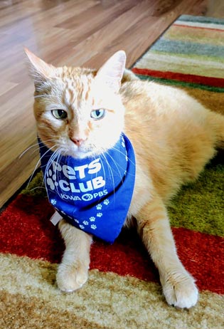 An orange tabby cat wearing a blue Pets Club bandana lays on a rug.