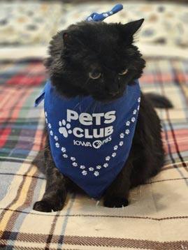 A medium-hair black cat wears a blue Pets Club bandana.