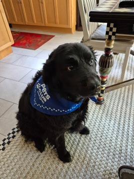 A large black dog wearing a blue Pets Club bandana.