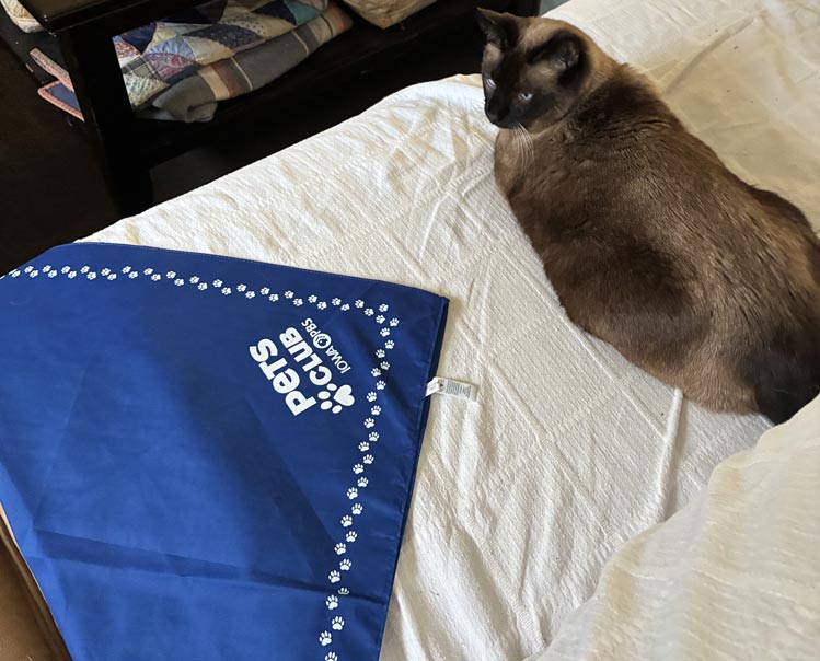 A siamese cat laying on a bed.
