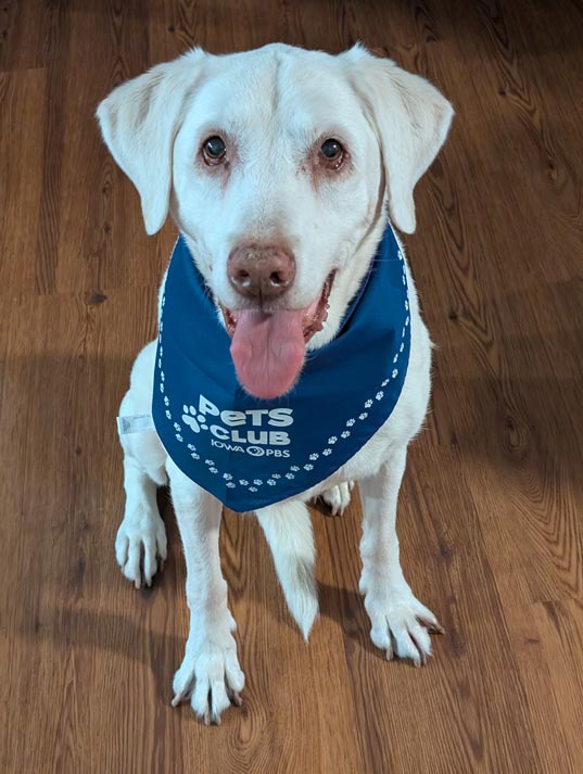 A blonde Labrador wearing a blue Pets Club bandana.