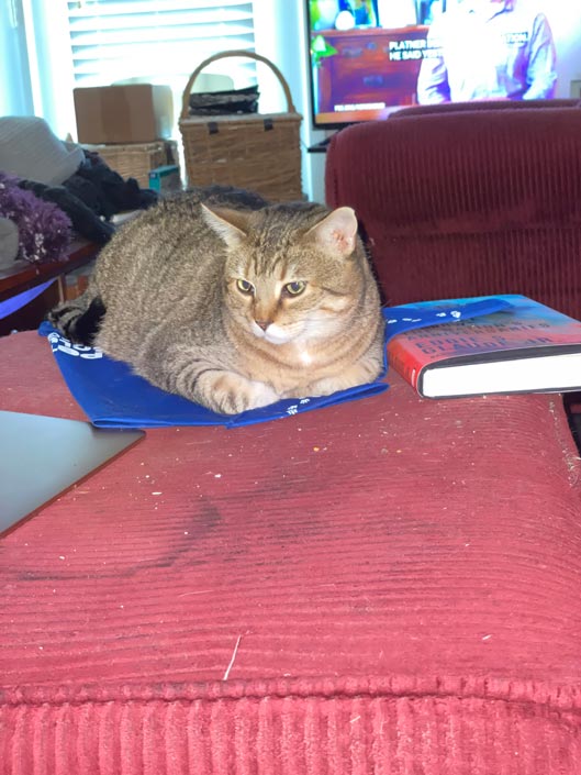 An orange tabby lays on top of a Pets Club bandana.