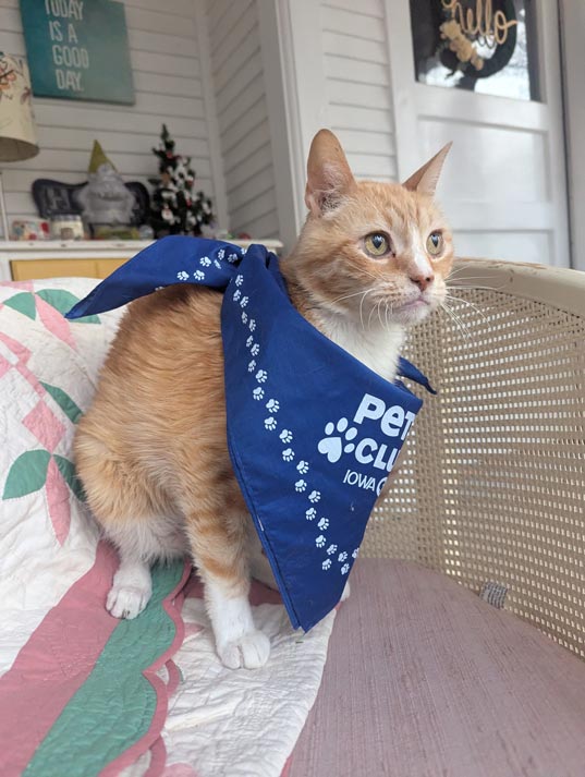 An orange and white tabby wearing a blue pets club bandana.
