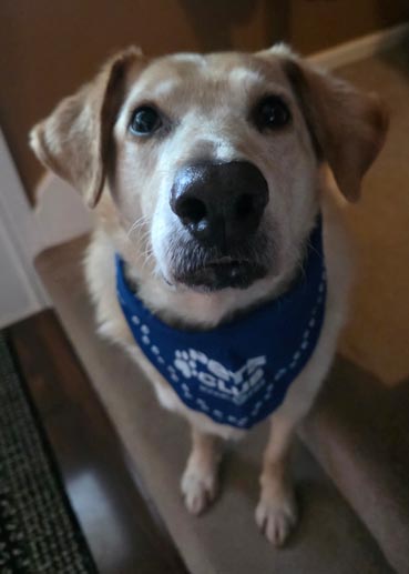 A large blonde-colored dog wearing a blue bandana.