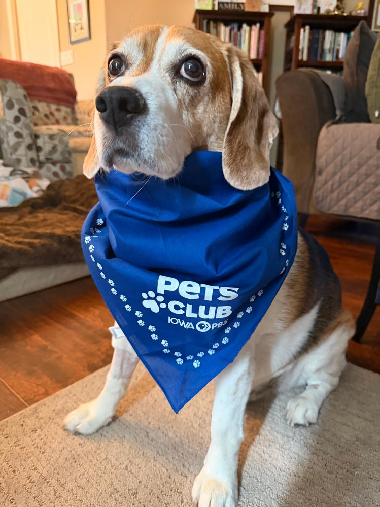 A large multi-colored dog wearing a Pets Club bandana.