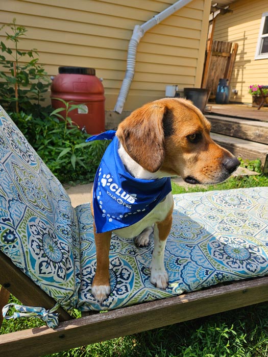 A brown and white dog wearing a Pets Club bandana sitting on a lawn chair.