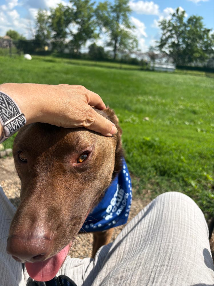 A brown dog wearing a blue bandana gets head scratches from its human.