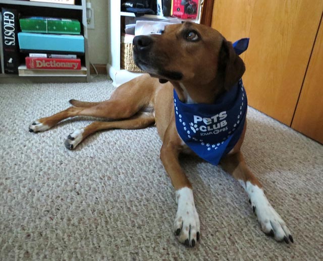 A large dog wearing a pets club bandana lays on the floor.
