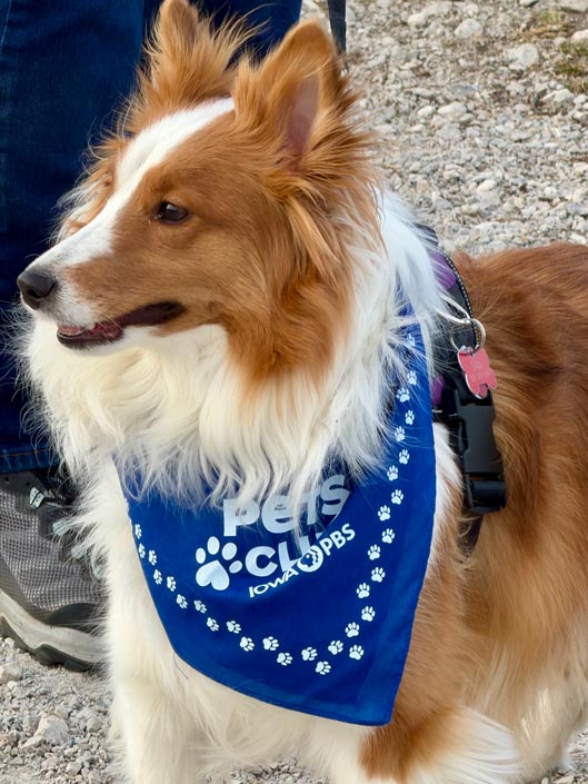 A brown and white collie wearing a Pets Club bandana.