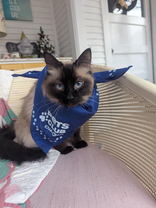 A cat with blue eyes wearing a blue pets club bandana.
