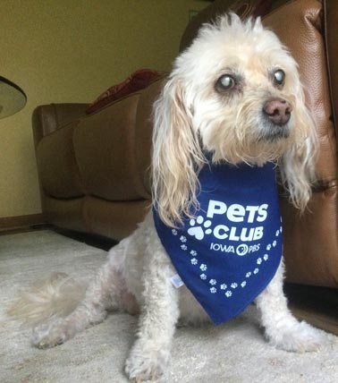 A small white dog stands proud wearing a Pets Club bandana.