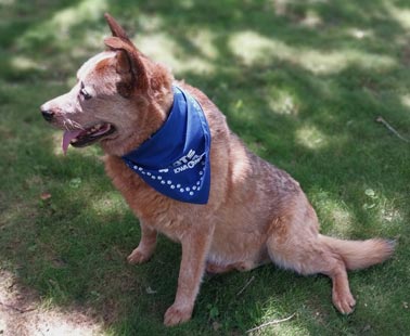 A large dog wearing a pets club bandana relaxes in the yard.