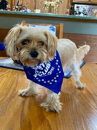 A small dog wearing a blue bandana stands in the kitchen.