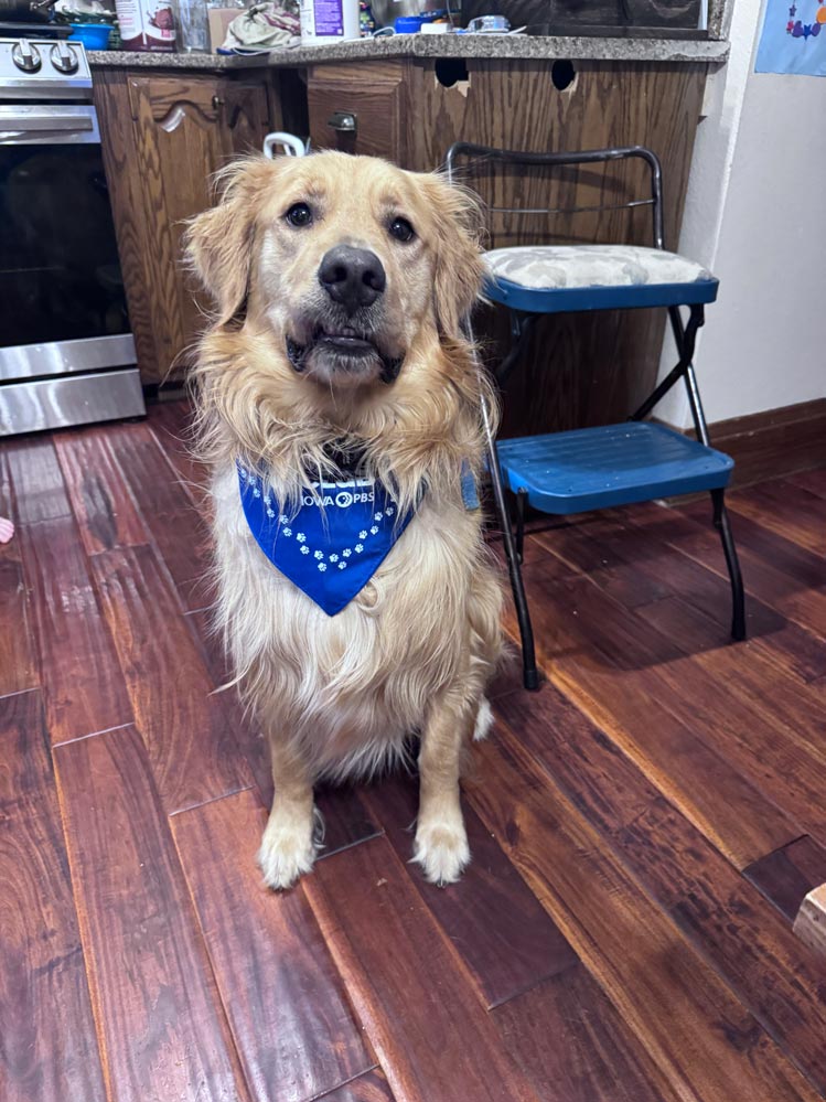 A golden retriever, wearing an Iowa PBS Pets Club bandana, sits for a photo.