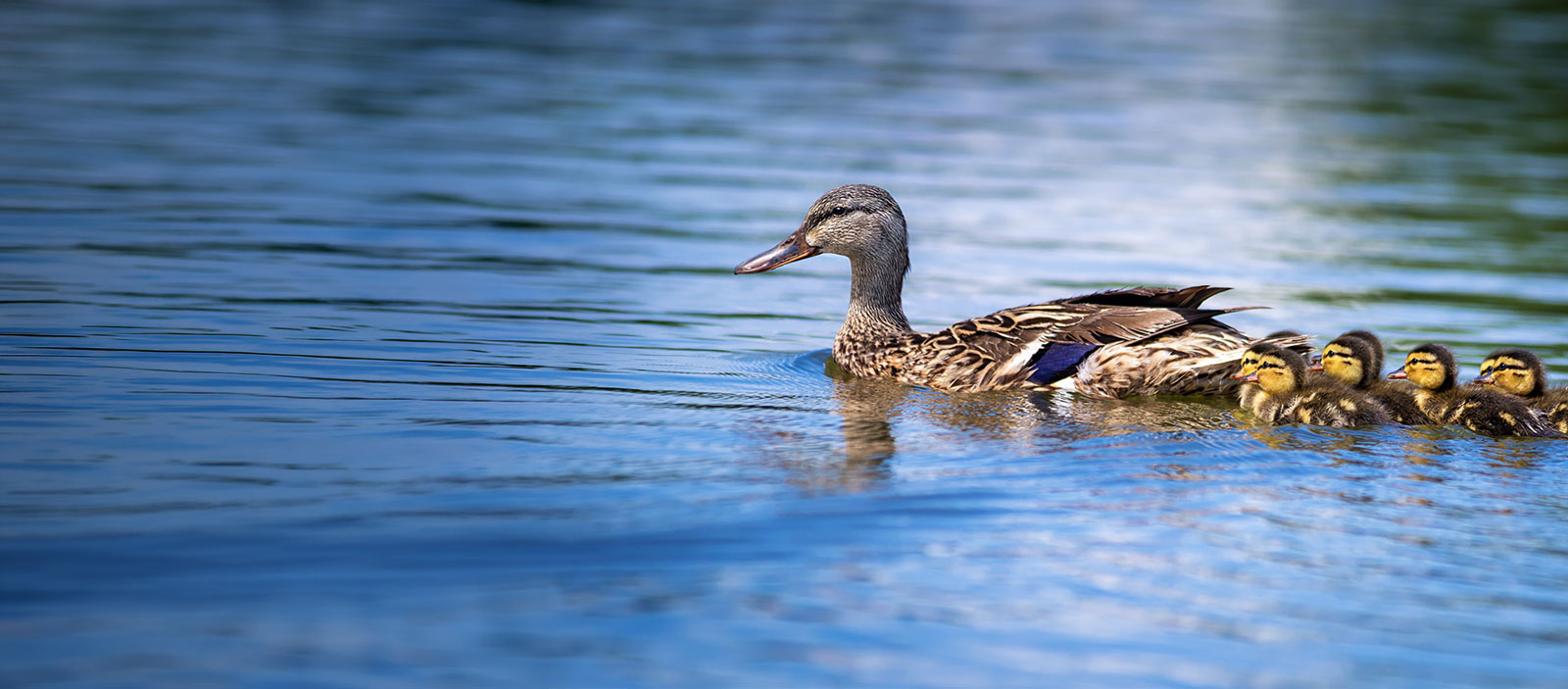 A momma duck leads four chicks across the water.