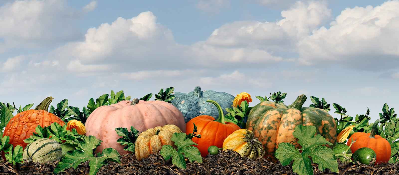 Assorted colorful pumpkins and gourds surrounded by green leaves and soil beneath a cloudy blue sky.