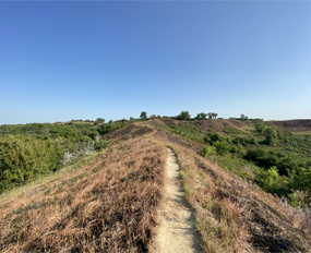 Image of Loess Hills State Forest.