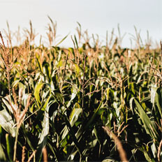 Image of a corn field.