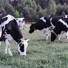 Image of cows in a pasture.