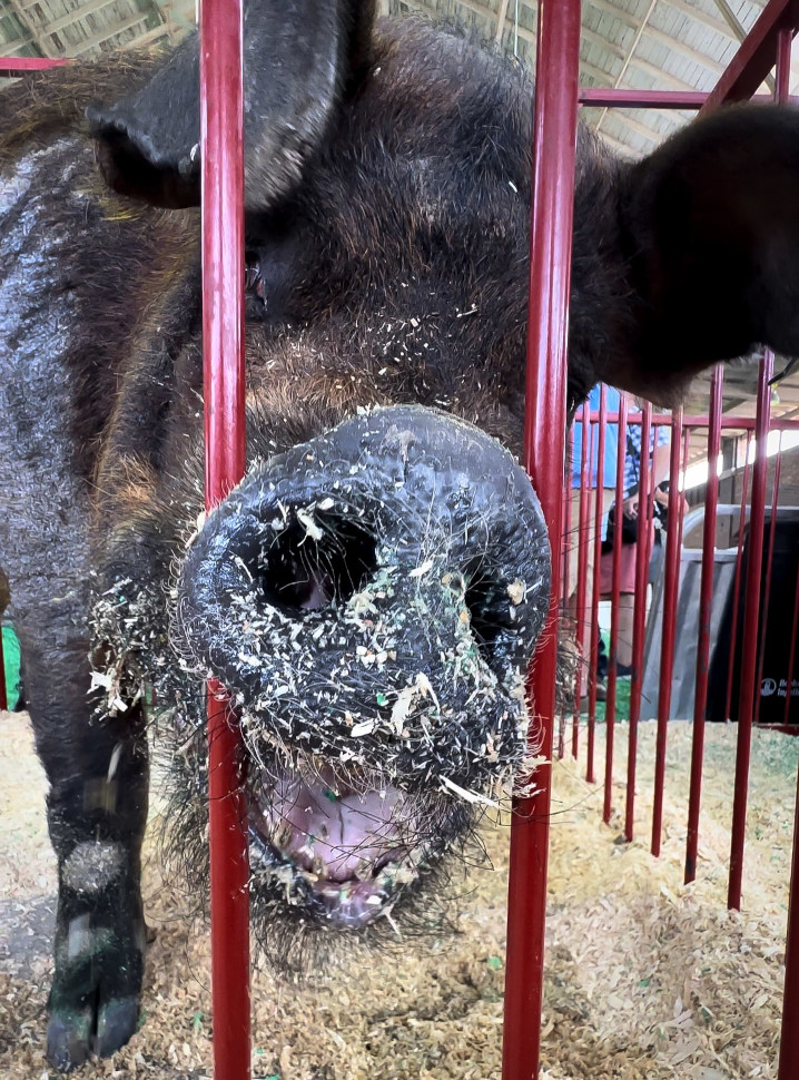Sasquatch the Big Boar won today tipping the scales at 1,012 lbs.