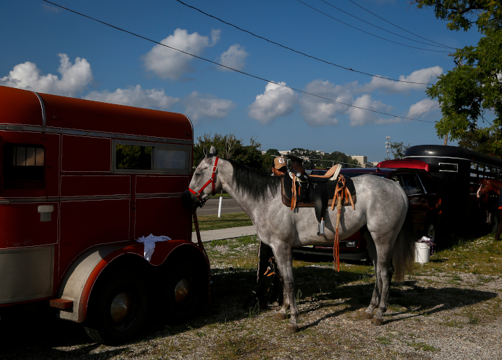 Horse waiting for his turn to join the parade
