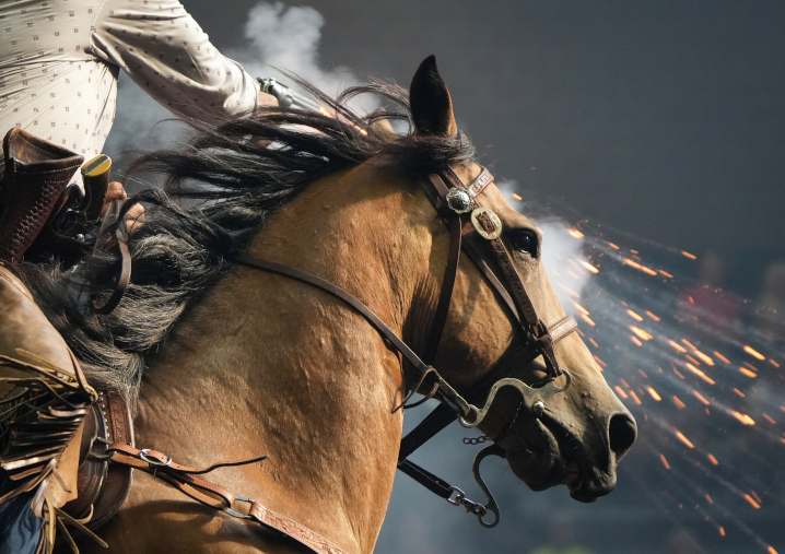 Close up of a brown horse with a rider during cowboy mounted shooting